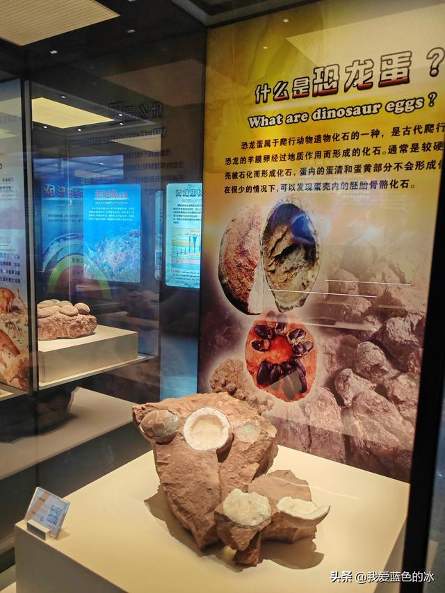 来河源才知道河源是中国恐龙之乡，挖掘出的恐龙蛋超级多