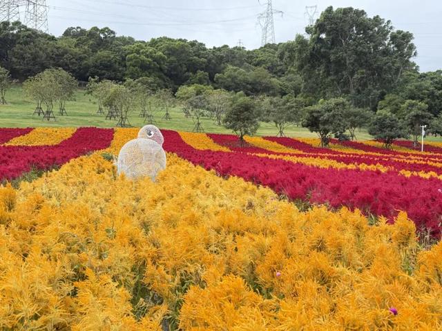 秋日限定！邂逅绚烂凤尾鸡冠花海