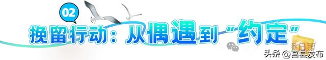 数量倍增！火爆出圈！来这片海“鸥遇”，已成为日照文旅新IP！