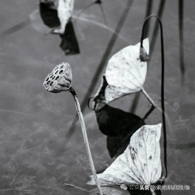 陕西渭南：人民公园秋天的残荷淡如水 美如画 凄凉如人生