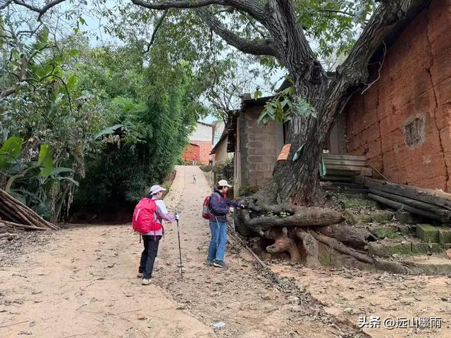 徒步武定香水箐，赏野草香飘、听溪流淙淙，徜徉绿水青山中，惬意