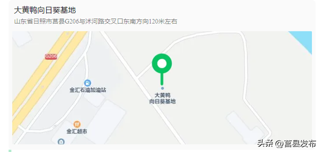 莒县藏了片金色花海？免费！位置在…...