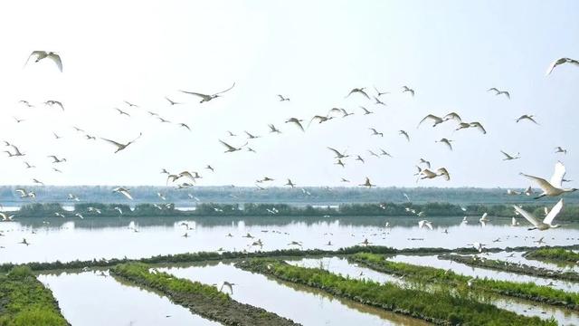 我的宝藏家乡 | 南宋水寨战场，今成164种鸟浪翻飞的“绿洲盲盒”！