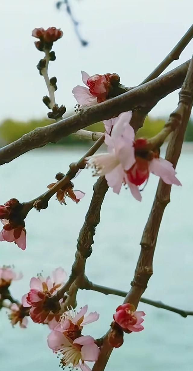 颐和园山桃花 逆寒潮绽放 罕见“血色冬花”