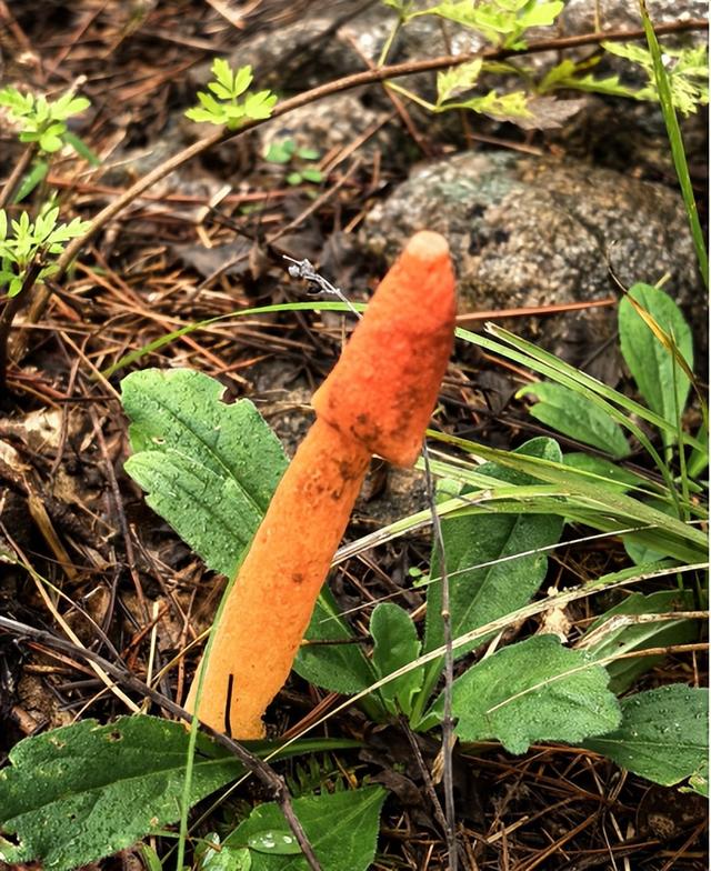 驴行信记：再攀“磨山顶”