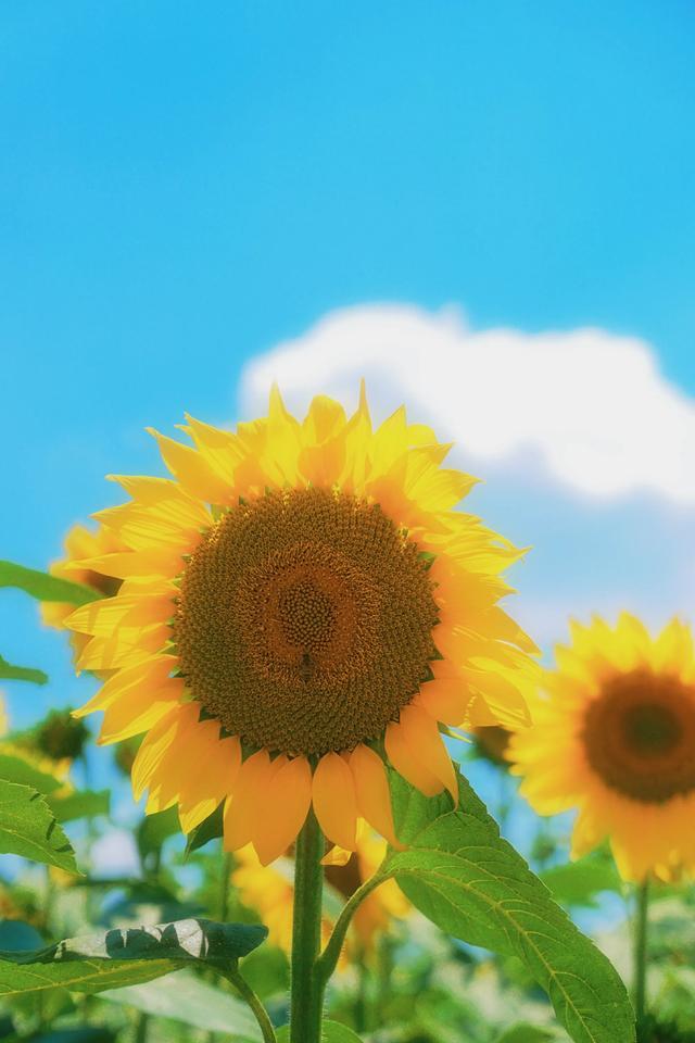 🌻观山湖超小众向日葵花海 私藏0元打卡地