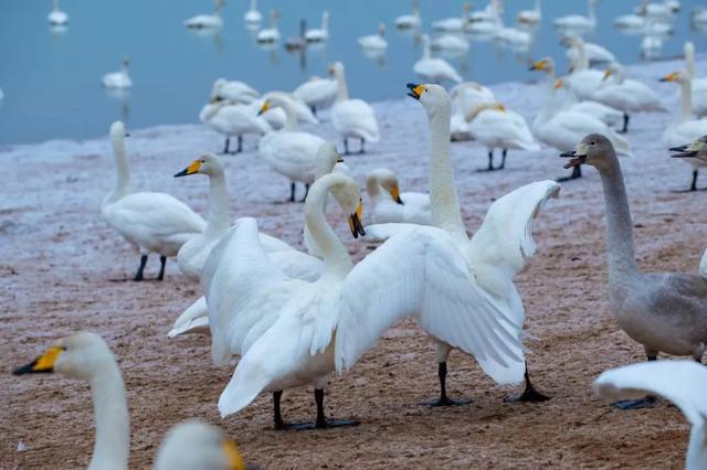 免费！玩转运城冬日绝美风光！