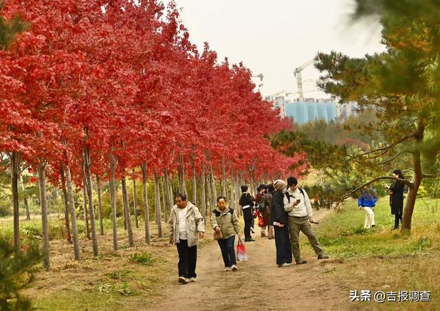 秋之彩色吉林 | 长春市区隐藏的红枫秘境，随手一拍都是秋日氛围感