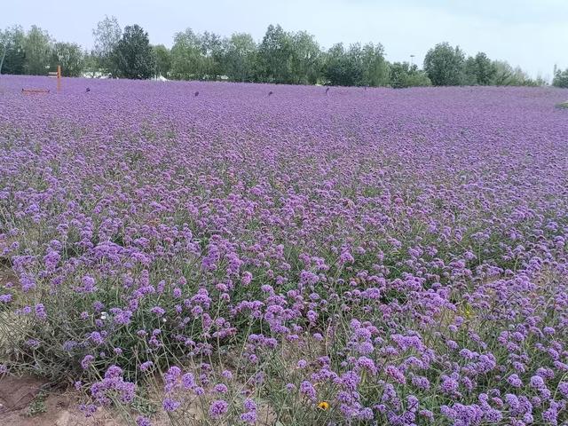 又踏甘肃地之一 序曲