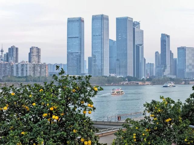 橘子洲，又见橘红染湘江