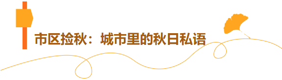 临沂秋日捡秋啦 | 把秋天，装进你的时间胶囊~