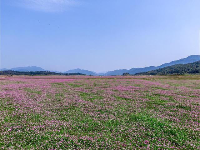 错峰赏花，今年3-5月，去这8个人少的地方，漫山遍野春和景明