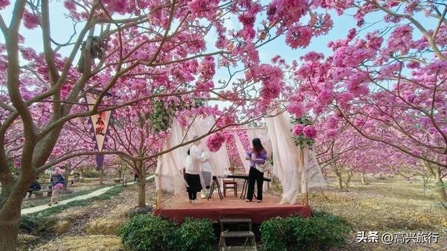 新会大泽绿美生态园太梦幻了，6000株紫花风铃开成童话花海