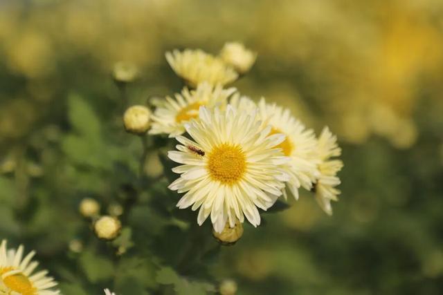 秋日撒欢？到温县赏七彩菊→