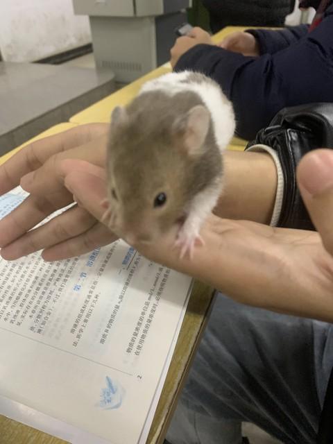 成人如何考取执业兽医资格证？一篇给你明确步骤的实战指南