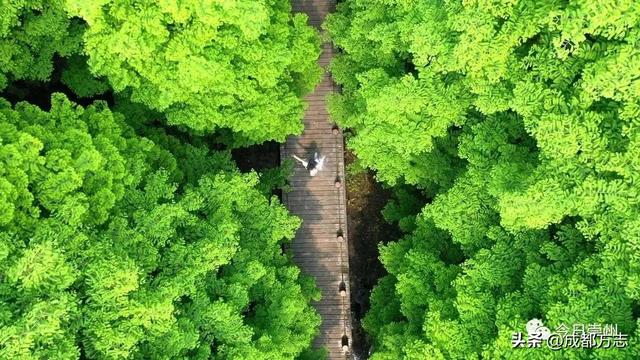这条5公里旅游专线，串起成都N个好耍地！