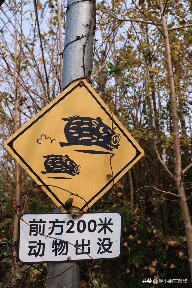 成都周边的“新西兰”牧场，看奶牛、喂萌宠、吃烧烤，被自然治愈