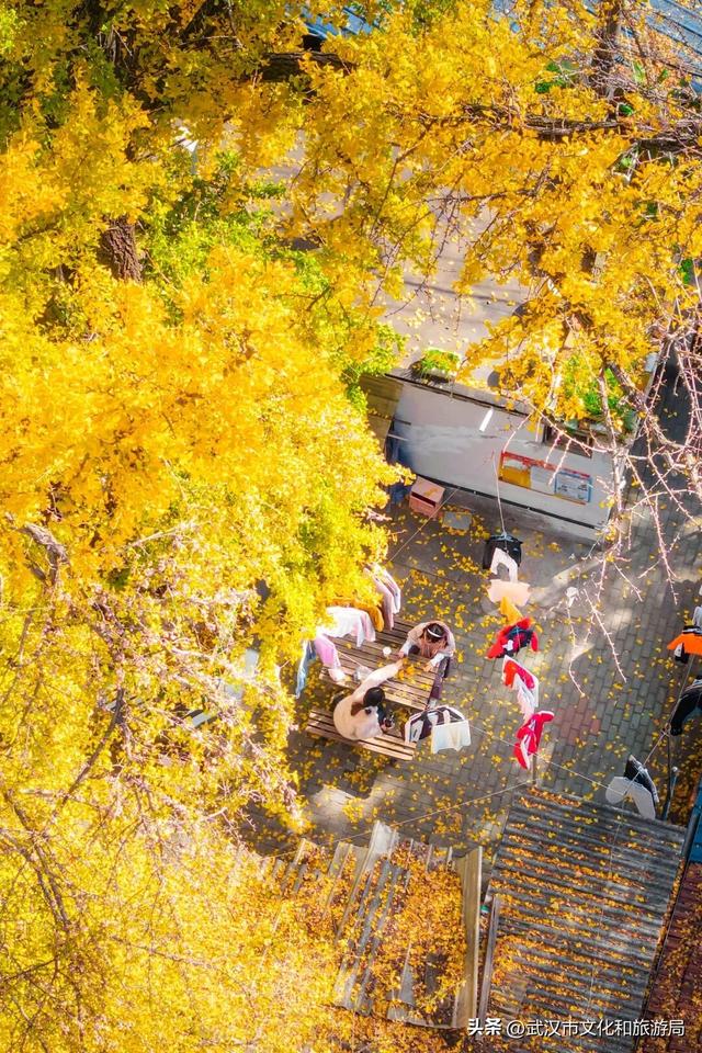 本周，武汉彩叶杀疯了！