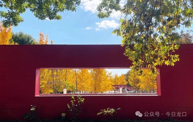 最近，龙口这两个地方美出了新高度！很多人都去打卡~~~