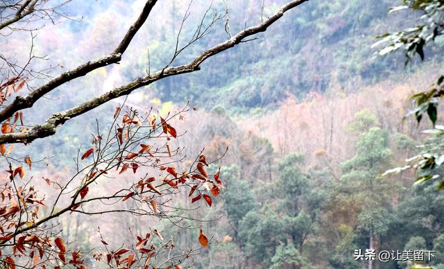 一条路，落叶无迹——贵州冬日风光