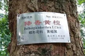 国内价值最贵的10种树 你们老家要是有 你等着发财吧 你认识这些树吗图片