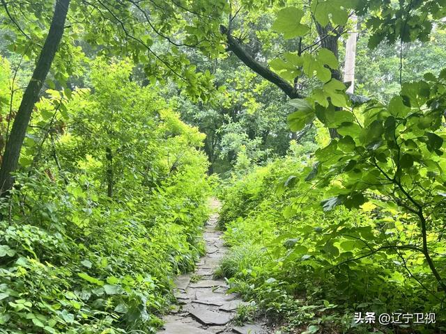 夏日限定！辽宁本溪避暑路线推荐，25℃的清凉可太治愈了~（市内版）