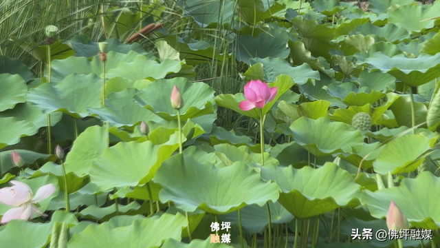 荷塘入画！风摇荷影暗香浮，王家湾里觅清凉