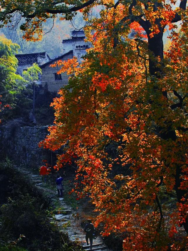赏秋正当时！跟着杨紫独白，一起解锁塔川「最美秋色」 | 皖美冬日 | 第十五届安徽国际文化旅游节