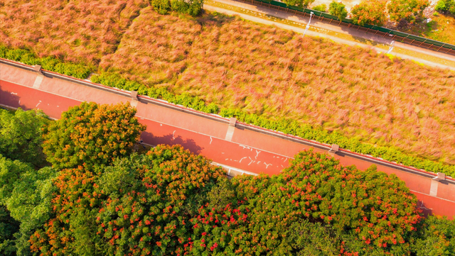 福州深秋宝藏公园，藏着粉黛乱子草与火红水杉，还有绝美沙滩江景