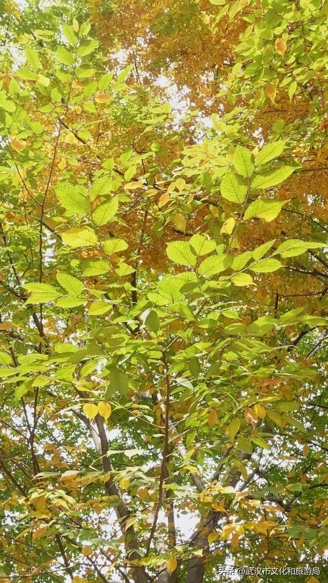 啊“秋”，彩林已上线，快收下这份斑斓！