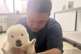 【石家庄市动物园首次繁殖北极狼】图片