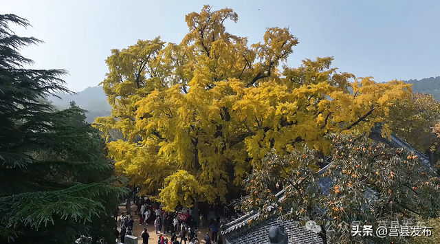 杏好遇见，刚刚好！