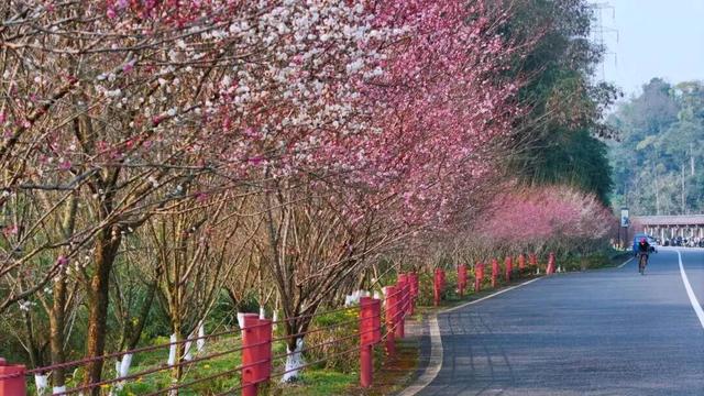满屏梅花🤩不用怀疑！你期盼的春天提前来了！