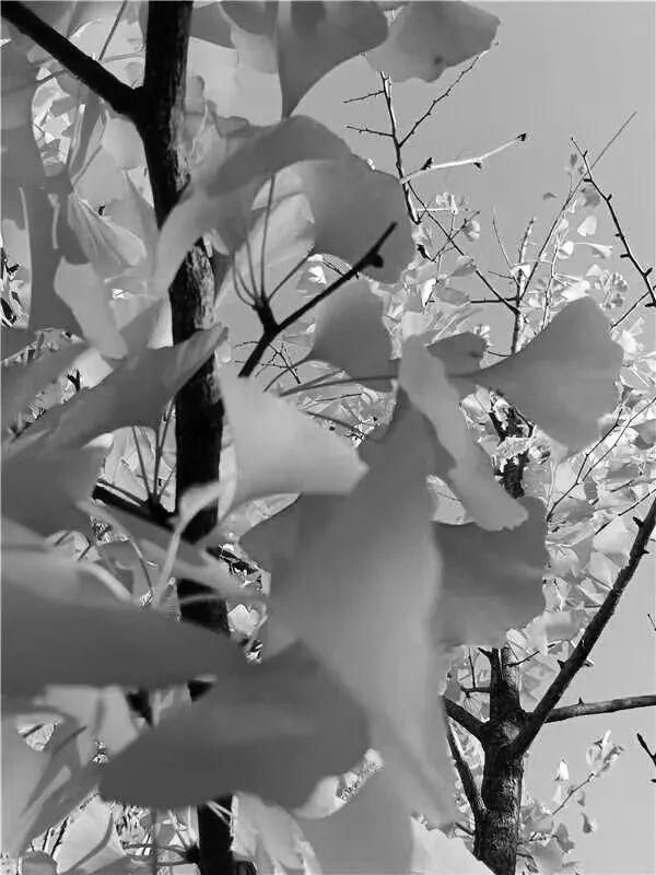 去捕捉秋的痕迹，一键点亮贵清山遮阳山景区的秋天！