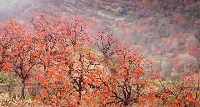 漫山遍野的红柿子，没门票却是陕西原生态小村，周边游玩攻略来了
