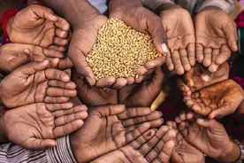 中储粮大战美国四大粮商，一场粮食大战带来的危机图片