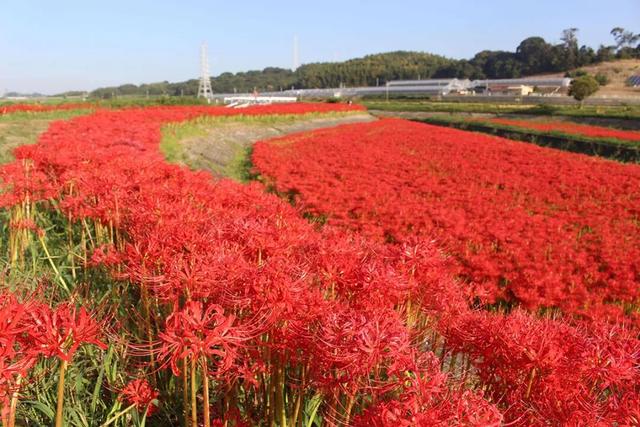 9月去看绝美彼岸花吧！日本10大赏花出片景点全攻略~