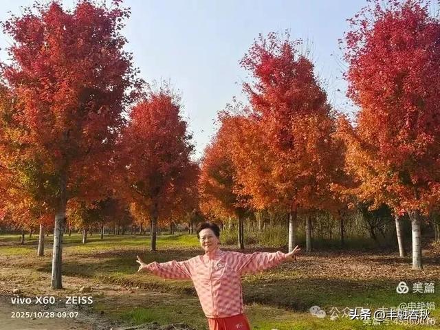 丹枫映秋,枫彩满楼|申艳娟