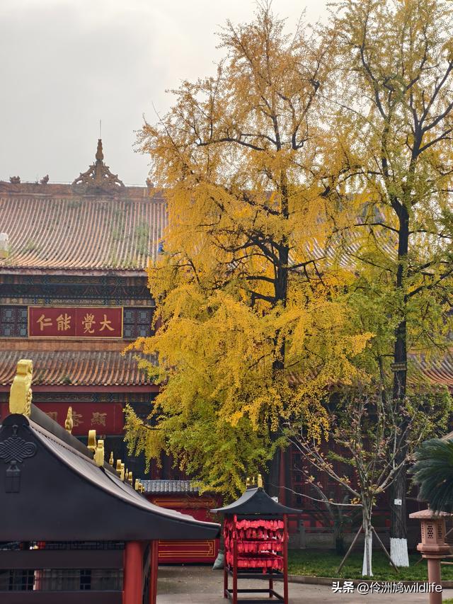 成都徒步（71）·昭觉寺银杏&升仙湖水杉