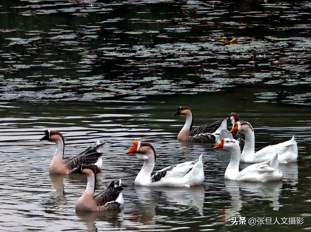 跟着张旦行摄中国-走进南京 这座国家历史文化名城 感受古都的魅力