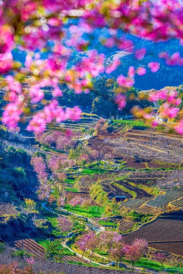 美疯了！高铁直达“四川小三亚”，花海开爆！草莓按盆吃，烧烤香迷糊！