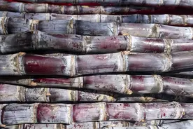 为什么说“一根甘蔗五副药”？甘蔗有什么功效和禁忌？一文说清楚图片