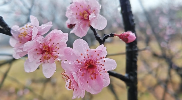 快冲！大余这波“梅”景，超级出片🤳🤩