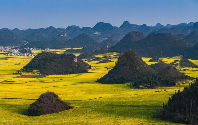去罗平，追中国第一抹春！油菜花海已进入最佳观赏期，不要错过！
