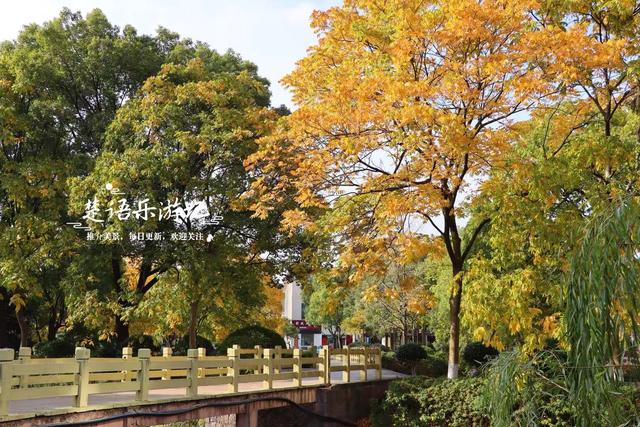 宁波慈溪的宝藏型公园，银杏水杉与红枫共绘秋日大片，比油画还美