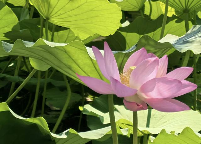 “清水出芙蓉，天然去雕饰” ：荷花朵朵开，“荷荷”又美美！