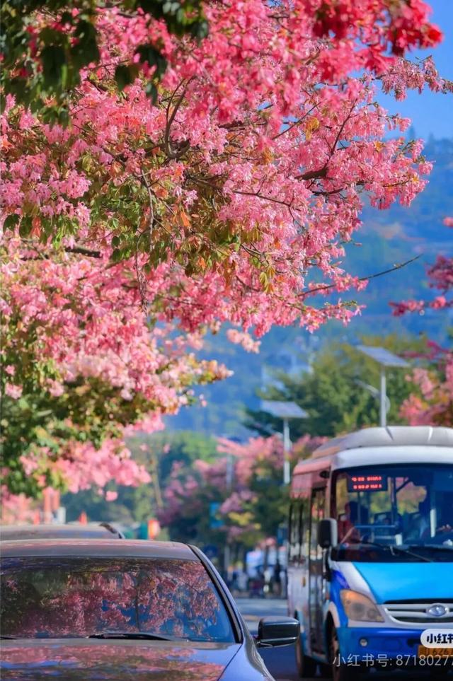 美疯了！高铁直达“四川小三亚”，花海开爆！草莓按盆吃，烧烤香迷糊！
