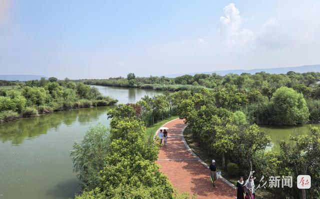 大河奔涌万象新 | 黄河洽川湿地：在万亩芦荡下看见绿水青山
