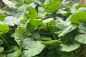 太扎心了！10种贵货绿植，北方花钱买，南方遍地是，长路边没人要图片