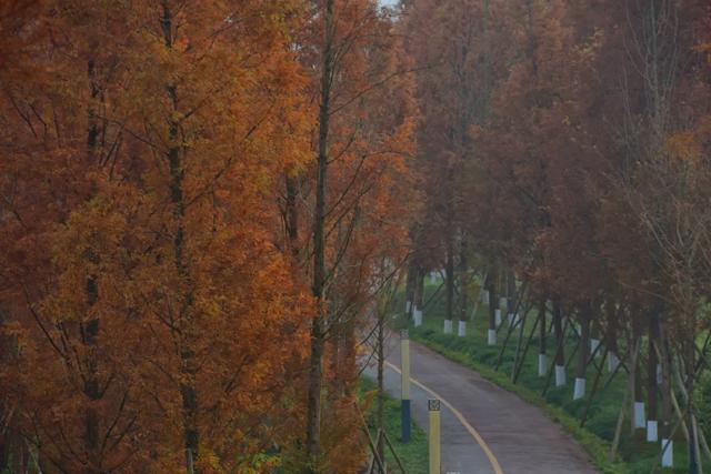 人少景美超出片！重庆这片浪漫杉林进入最佳观赏期